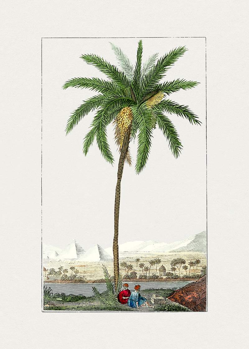 Vintage date palm tree. Original from Biodiversity Heritage Library. Digitally enhanced by rawpixel.