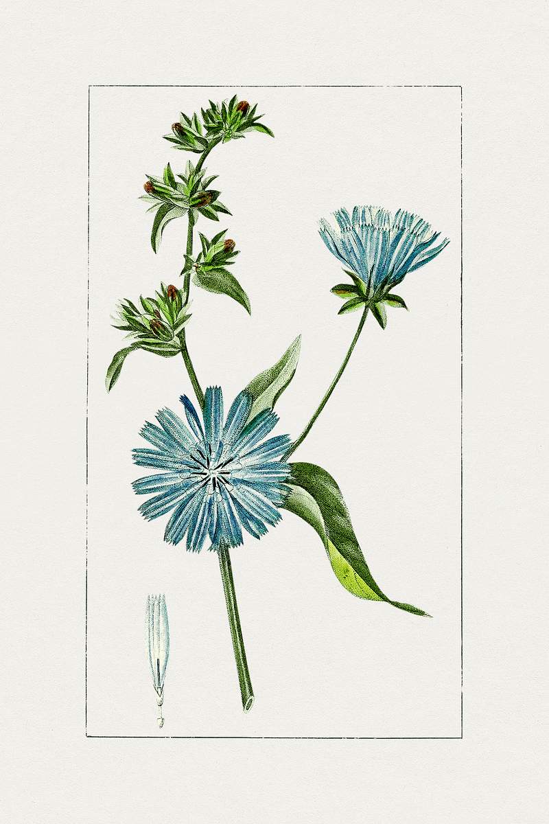 Ботанический атлас цикорий