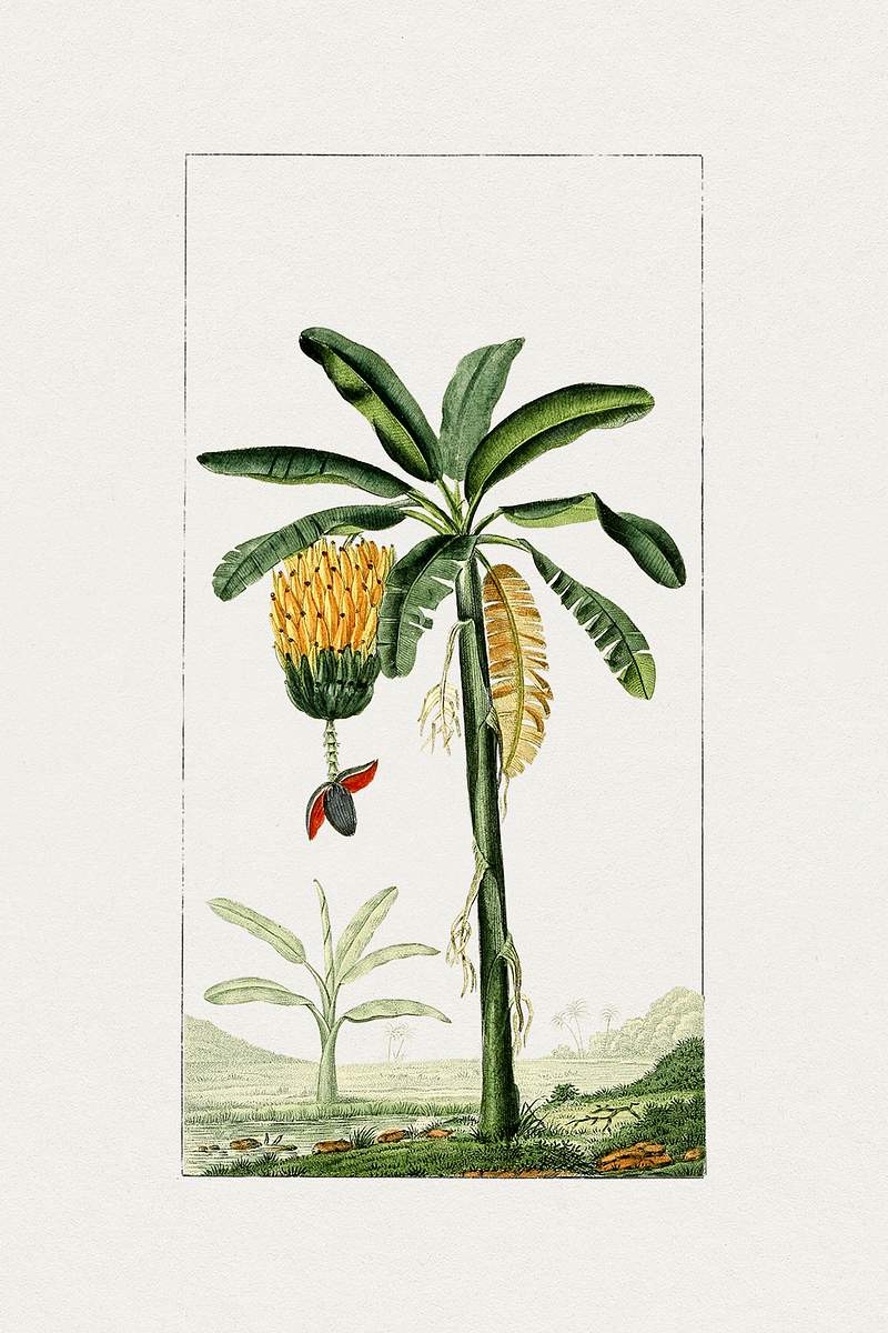 Hand drawn banana tree. Original from Biodiversity Heritage Library. Digitally enhanced by rawpixel.
