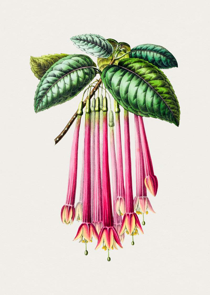 Hand drawn trumpet vine. Original from Biodiversity Heritage Library. Digitally enhanced by rawpixel.