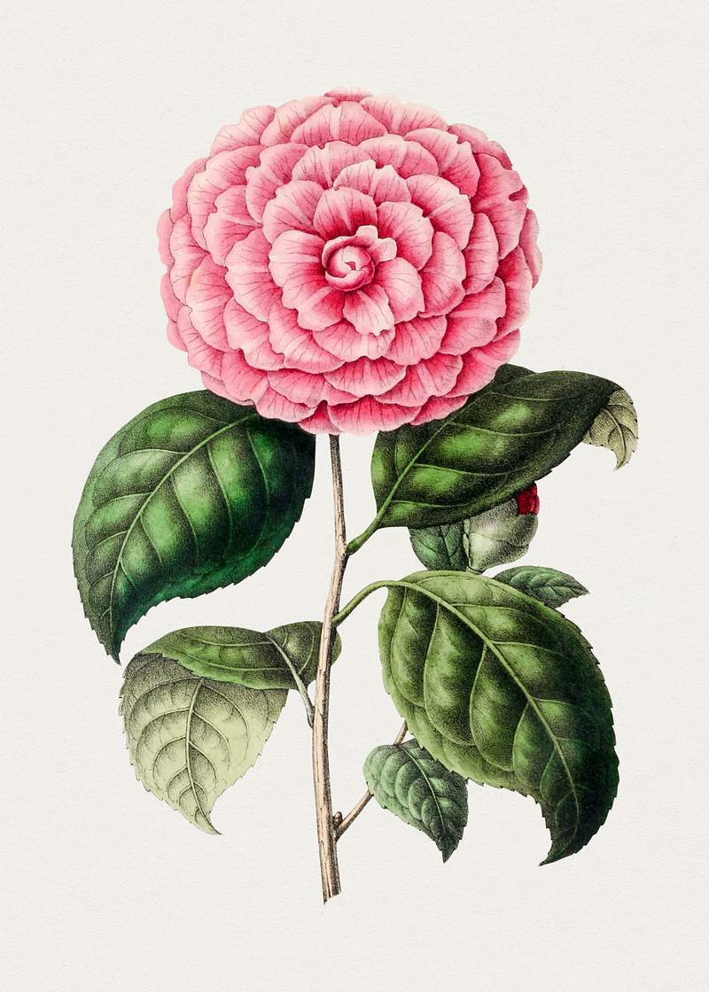 Hand drawn Japanese camellia. Original from Biodiversity Heritage Library. Digitally enhanced by rawpixel.