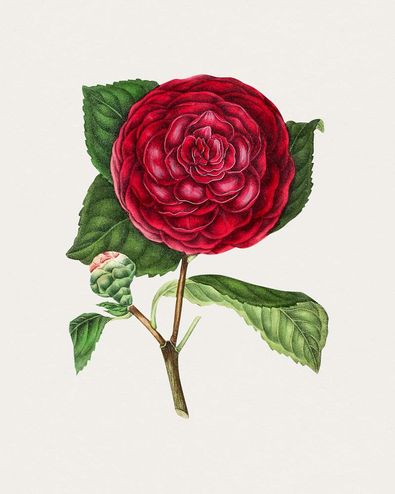 Hand drawn Japanese camellia. Original from Biodiversity Heritage Library. Digitally enhanced by rawpixel.