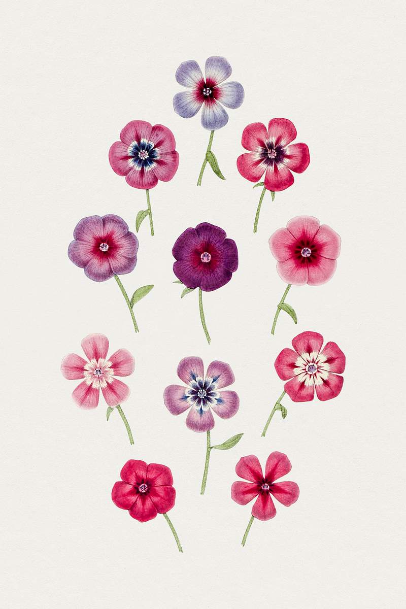 Hand drawn colorful phloxs. Original from Biodiversity Heritage Library. Digitally enhanced by rawpixel.