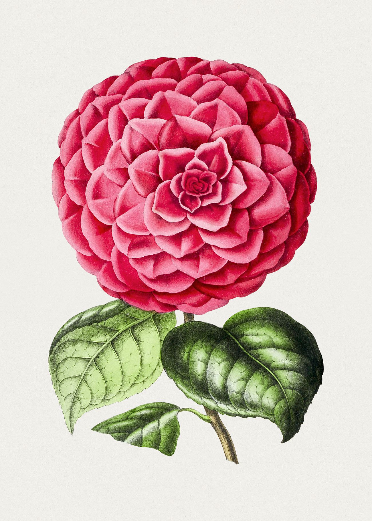 Hand drawn Japanese camellia. Original from… | Free public domain