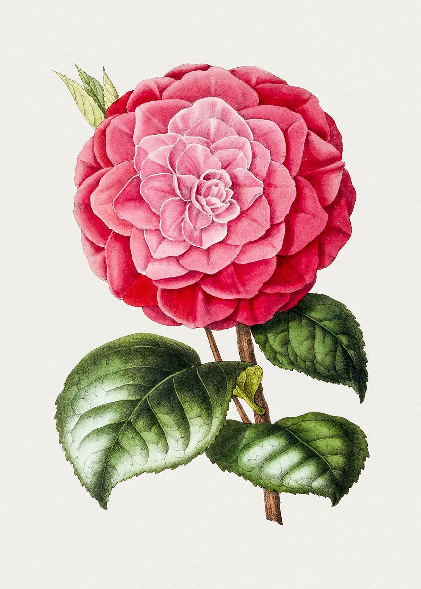 Hand drawn red camellia. Original | Free Photo Illustration - rawpixel