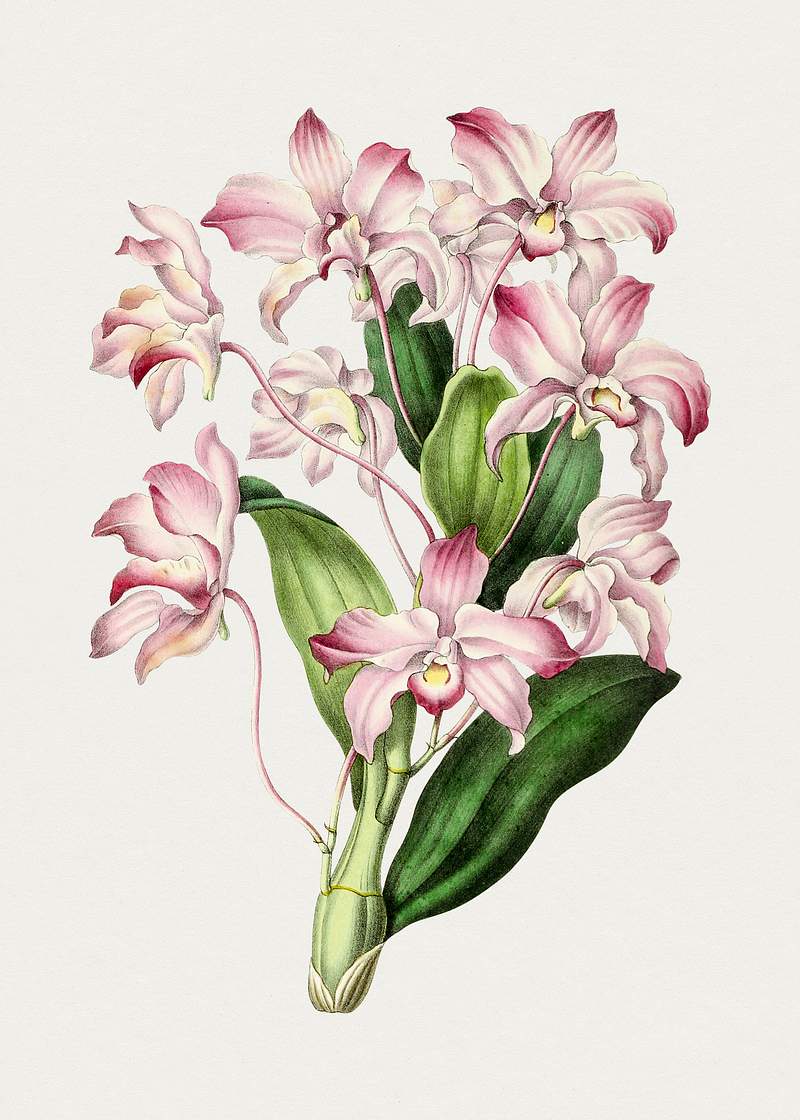 Vintage dendrobium flower. Original from Biodiversity Heritage Library. Digitally enhanced by rawpixel.