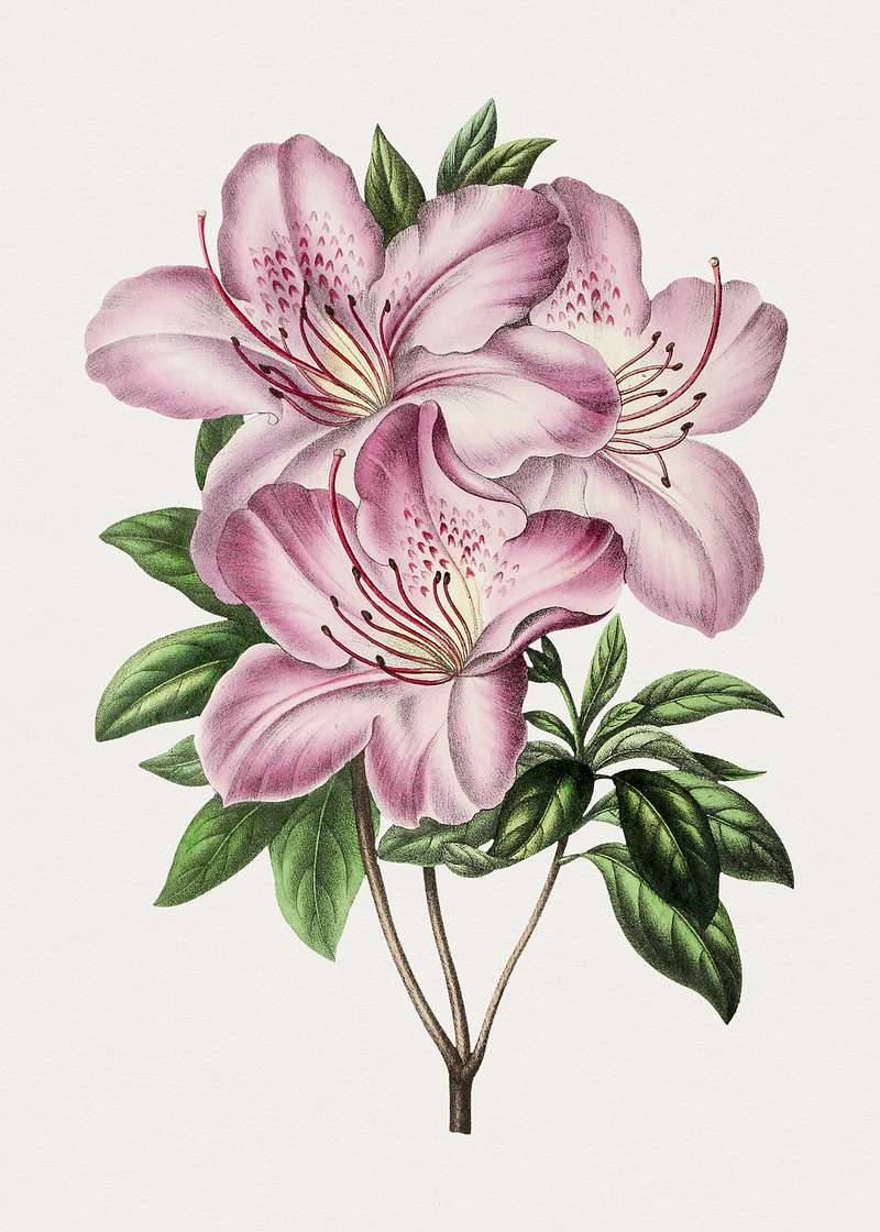 Vintage pink azalea flower. Original from Biodiversity Heritage Library. Digitally enhanced by rawpixel.