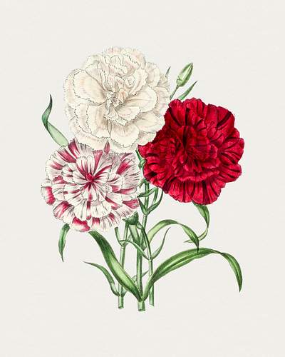 Hand drawn carnations. Original from… | Free public domain illustration
