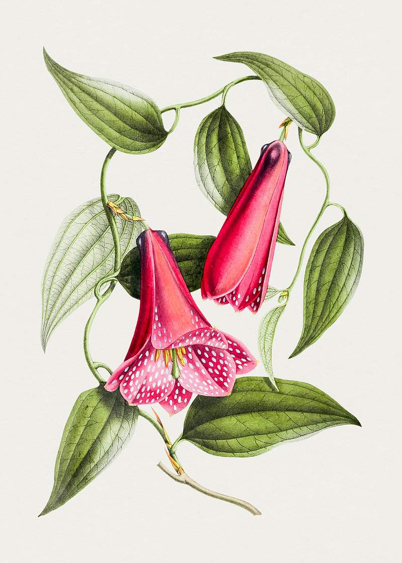 Hand drawn chilean bellflower. Original from Biodiversity Heritage Library. Digitally enhanced by rawpixel.