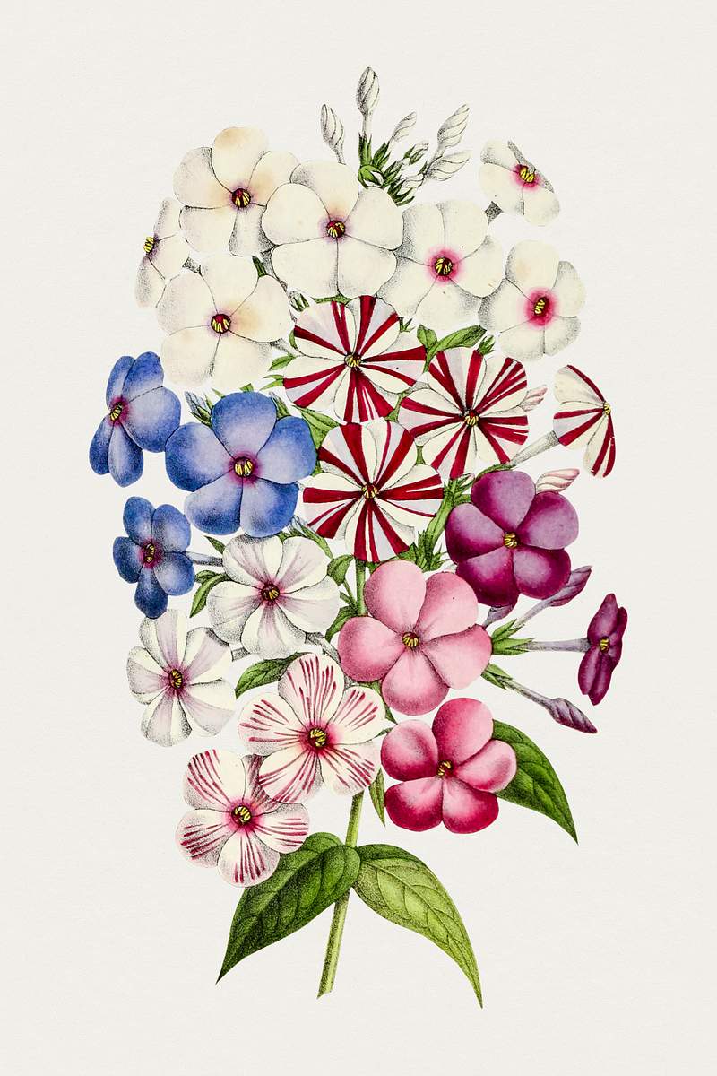 Hand drawn colorful petunias. Original from Biodiversity Heritage Library. Digitally enhanced by rawpixel.