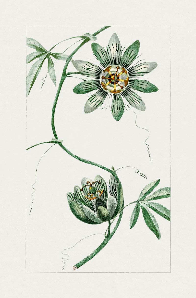 Vintage passion flower. Original from Biodiversity Heritage Library. Digitally enhanced by rawpixel.