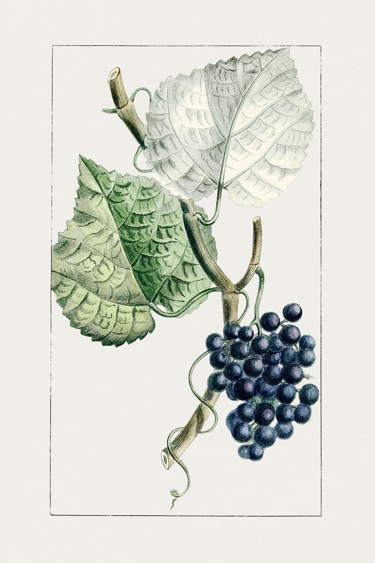 Hand drawn grapes. Original from Biodiversity | Free Photo - rawpixel
