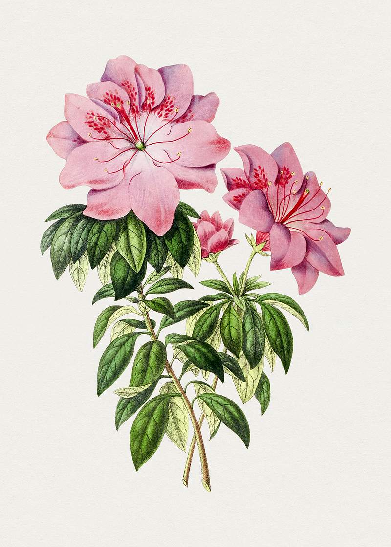 Hand drawn pink azalea flower. Original from Biodiversity Heritage Library. Digitally enhanced by rawpixel.