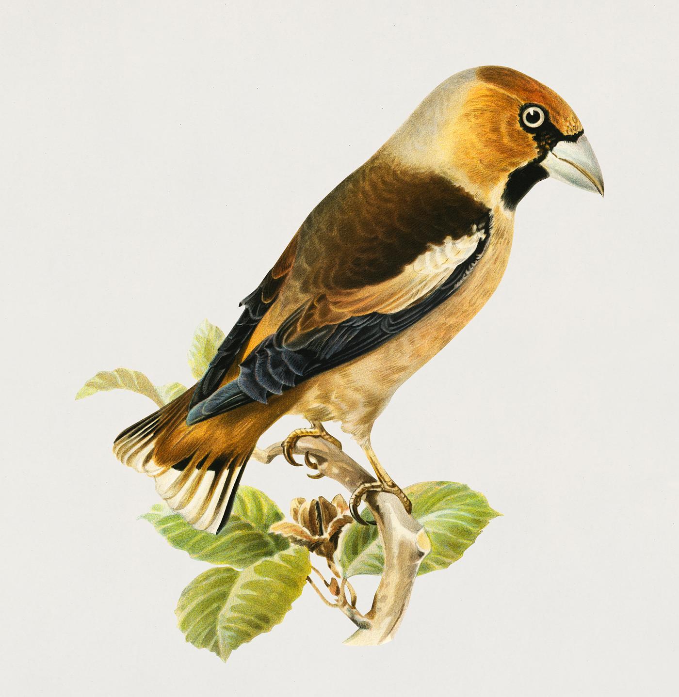 Hawfinch (Coccothraustes coccothraustes) illustrated by the von Wright brothers. Digitally enhanced from our own 1929 folio... Hawfinch (Coccothraustes coccothraustes) illustrated by the von Wright brothers. Digitally enhanced from our own 1929 folio...