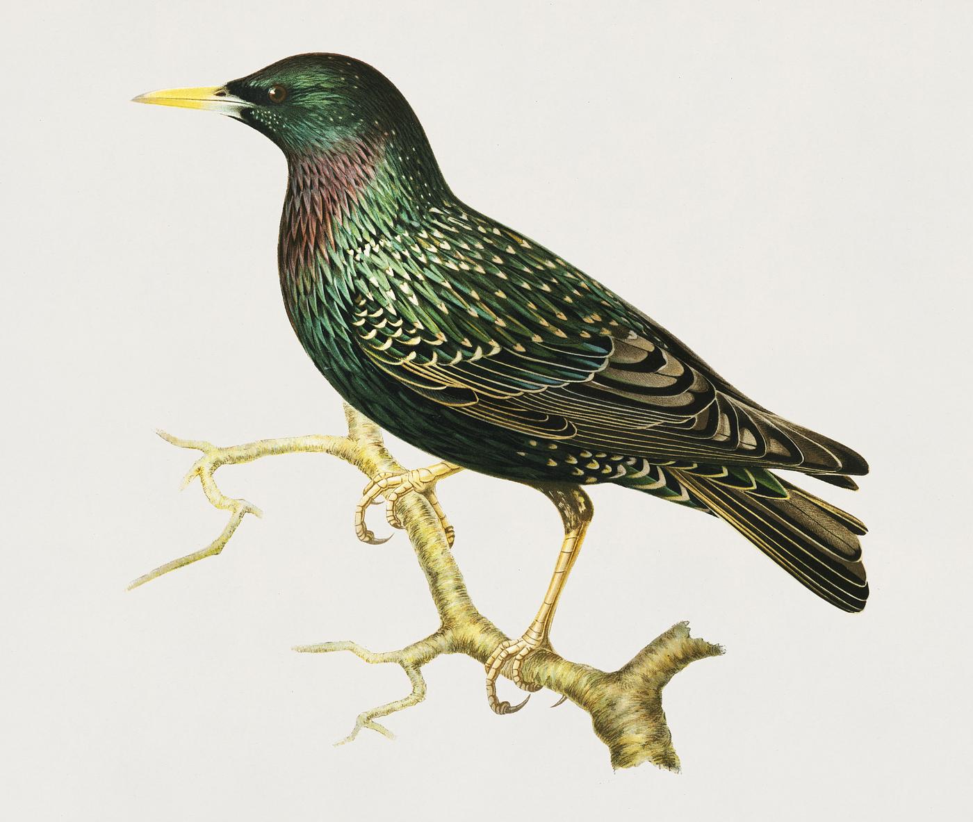 European Starling (Sturnus vulgaris) illustrated by the von Wright brothers. Digitally enhanced from our own 1929 folio... European Starling (Sturnus vulgaris) illustrated by the von Wright brothers. Digitally enhanced from our own 1929 folio...