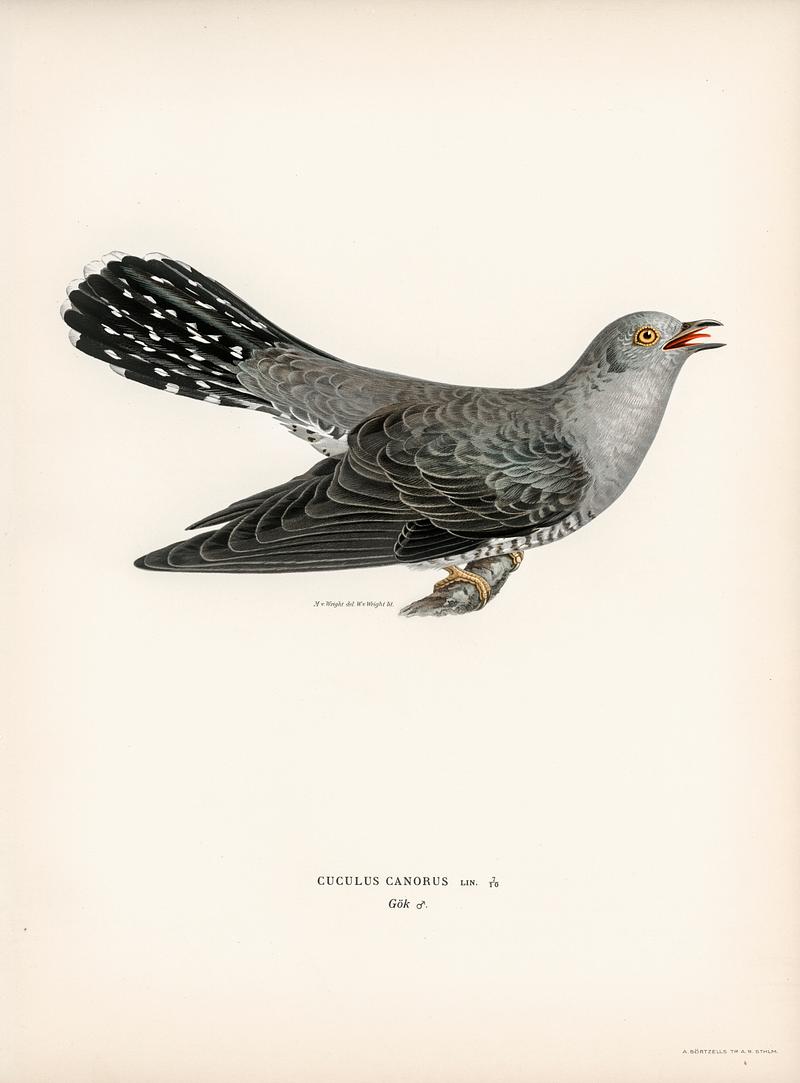 Common cuckoo-male (Cuculus canorus) illustrated by the von Wright brothers. Digitally enhanced from our own 1929 folio version of Svenska Fåglar Efter Naturen Och Pa Sten Ritade. Common cuckoo-male (Cuculus canorus) illustrated by the von Wright brothers. Digitally enhanced from our own 1929 folio…
