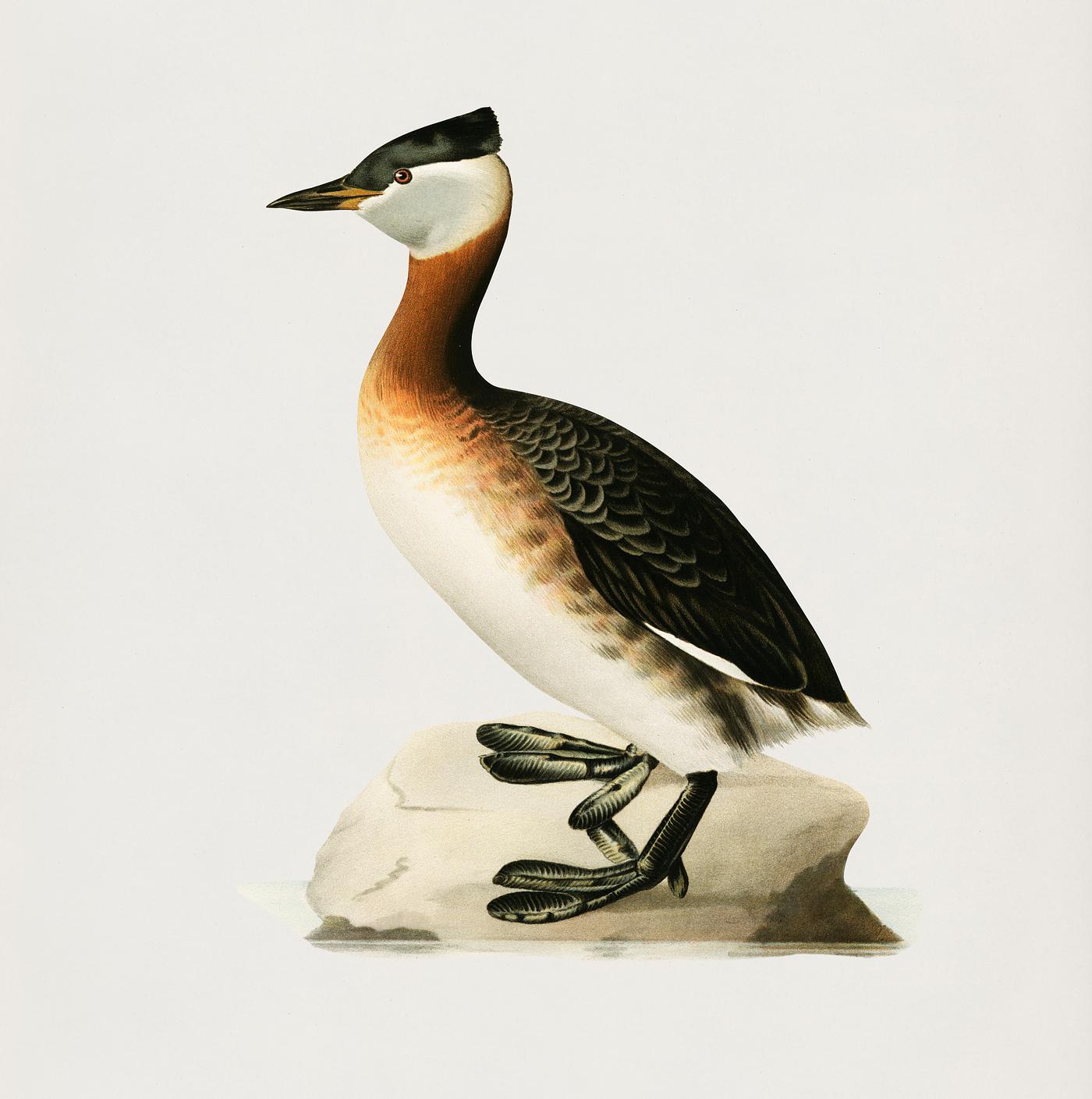 Red-necked grebe male (Odiceps grisegena) illustrated by the von Wright brothers. Digitally enhanced from our own 1929 folio... Red-necked grebe male (Odiceps grisegena) illustrated by the von Wright brothers. Digitally enhanced from our own 1929 folio...