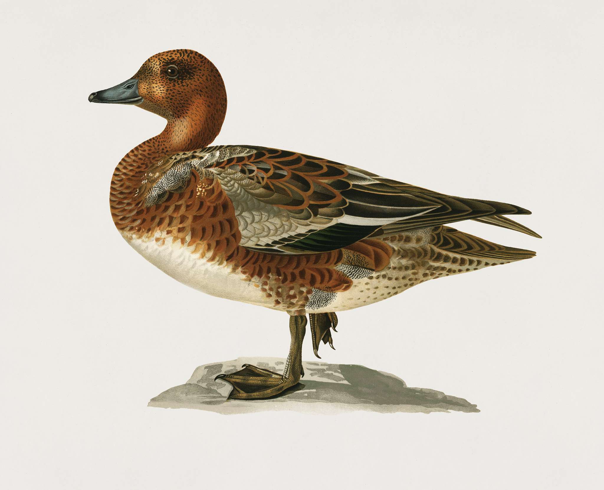 Eurasian wigeon male (Anas (Mereca) penelope) illustrated by the von Wright brothers. Digitally enhanced from our own 1929... Eurasian wigeon male (Anas (Mereca) penelope) illustrated by the von Wright brothers. Digitally enhanced from our own 1929...