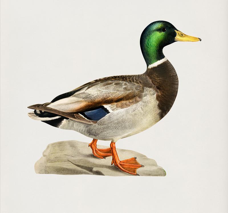 Mallard male (Anas platyrhynchos) illustrated by the von Wright brothers. Digitally enhanced from our own 1929 folio version of Svenska Fåglar Efter Naturen Och Pa Sten Ritade. Mallard male (Anas platyrhynchos) illustrated by the von Wright brothers. Digitally enhanced from our own 1929 folio version…