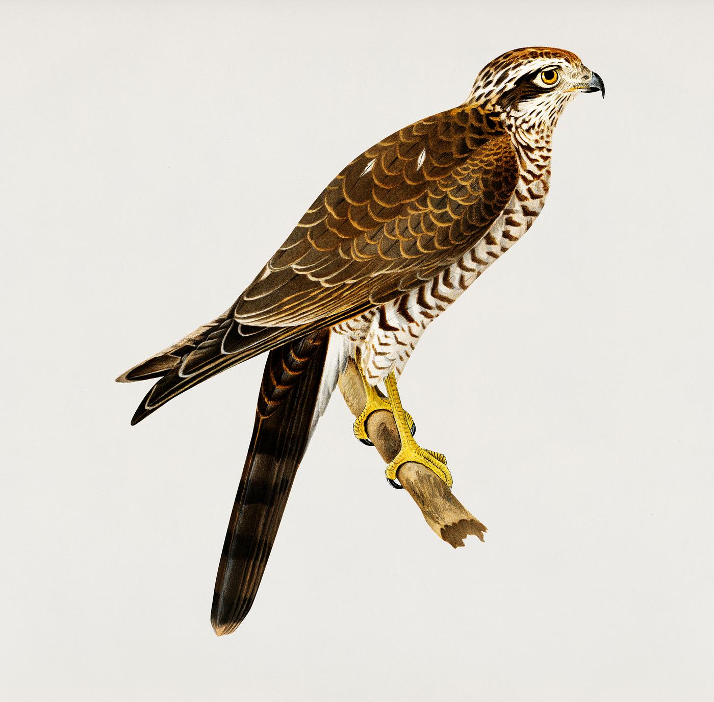 Eurasian Sparrowhawk (Accipiter nisus) illustrated by the von Wright brothers. Digitally enhanced from our own 1929 folio... Eurasian Sparrowhawk (Accipiter nisus) illustrated by the von Wright brothers. Digitally enhanced from our own 1929 folio...