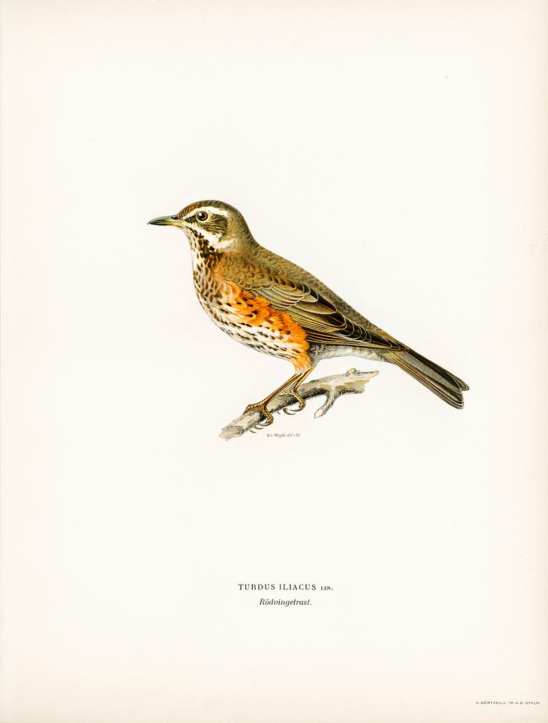 Redwing (Turdus iliacus) illustrated by the von Wright brothers. Digitally enhanced from our own 1929 folio version of Svenska Fåglar Efter Naturen Och Pa Sten Ritade. Redwing (Turdus iliacus) illustrated by the von Wright brothers. Digitally enhanced from our own 1929 folio version of…