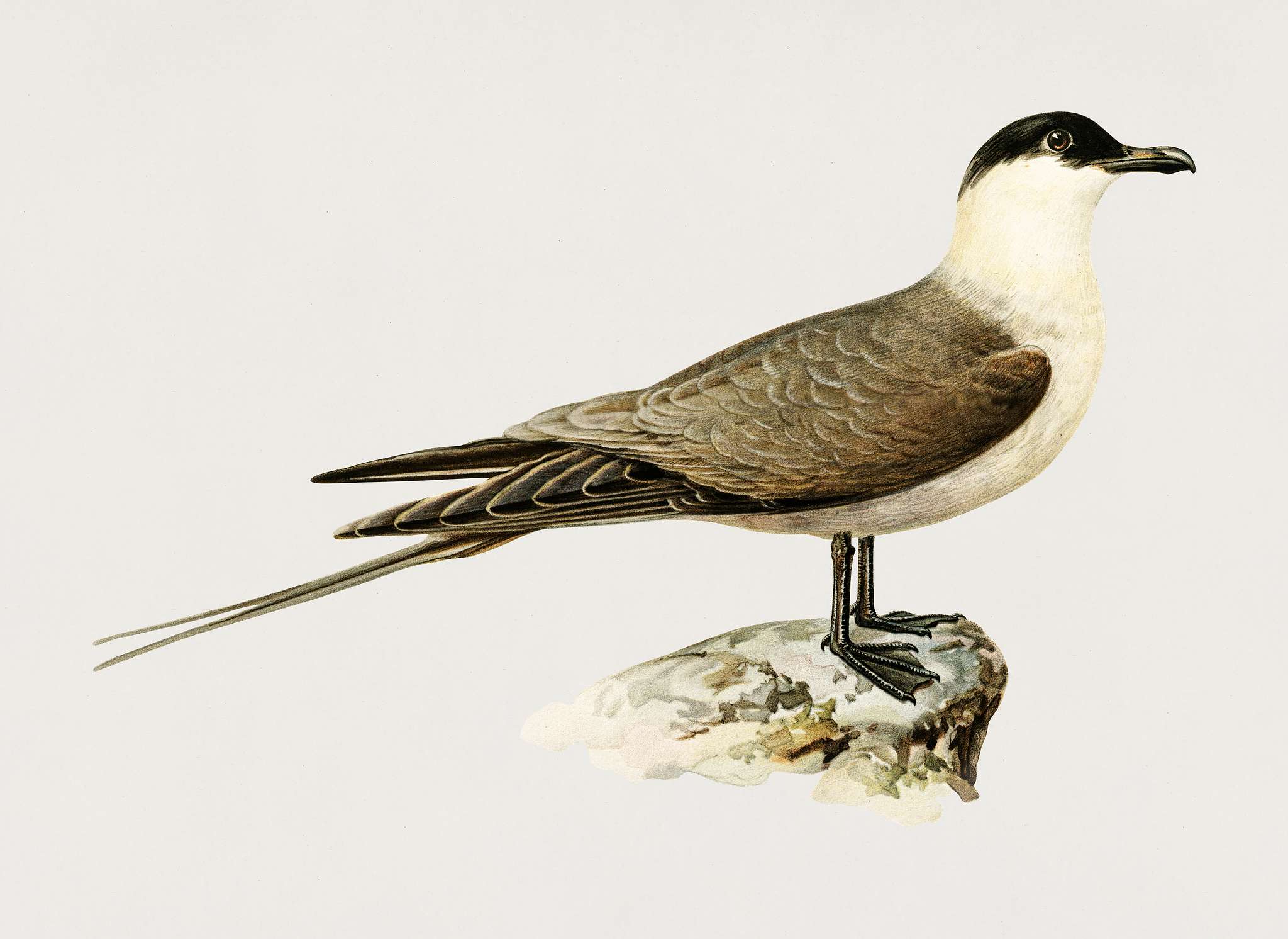 Long-tailed jaeger (Stercorarius longicaudus) illustrated by the von Wright brothers. Digitally enhanced from our own 1929... Long-tailed jaeger (Stercorarius longicaudus) illustrated by the von Wright brothers. Digitally enhanced from our own 1929...