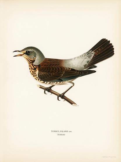 Fieldfare (Turdus pilaris) illustrated by the von Wright brothers. Digitally enhanced from our own 1929 folio version of Svenska Fåglar Efter Naturen Och Pa Sten Ritade. Fieldfare (Turdus pilaris) illustrated by the von Wright brothers. Digitally enhanced from our own 1929 folio version of…