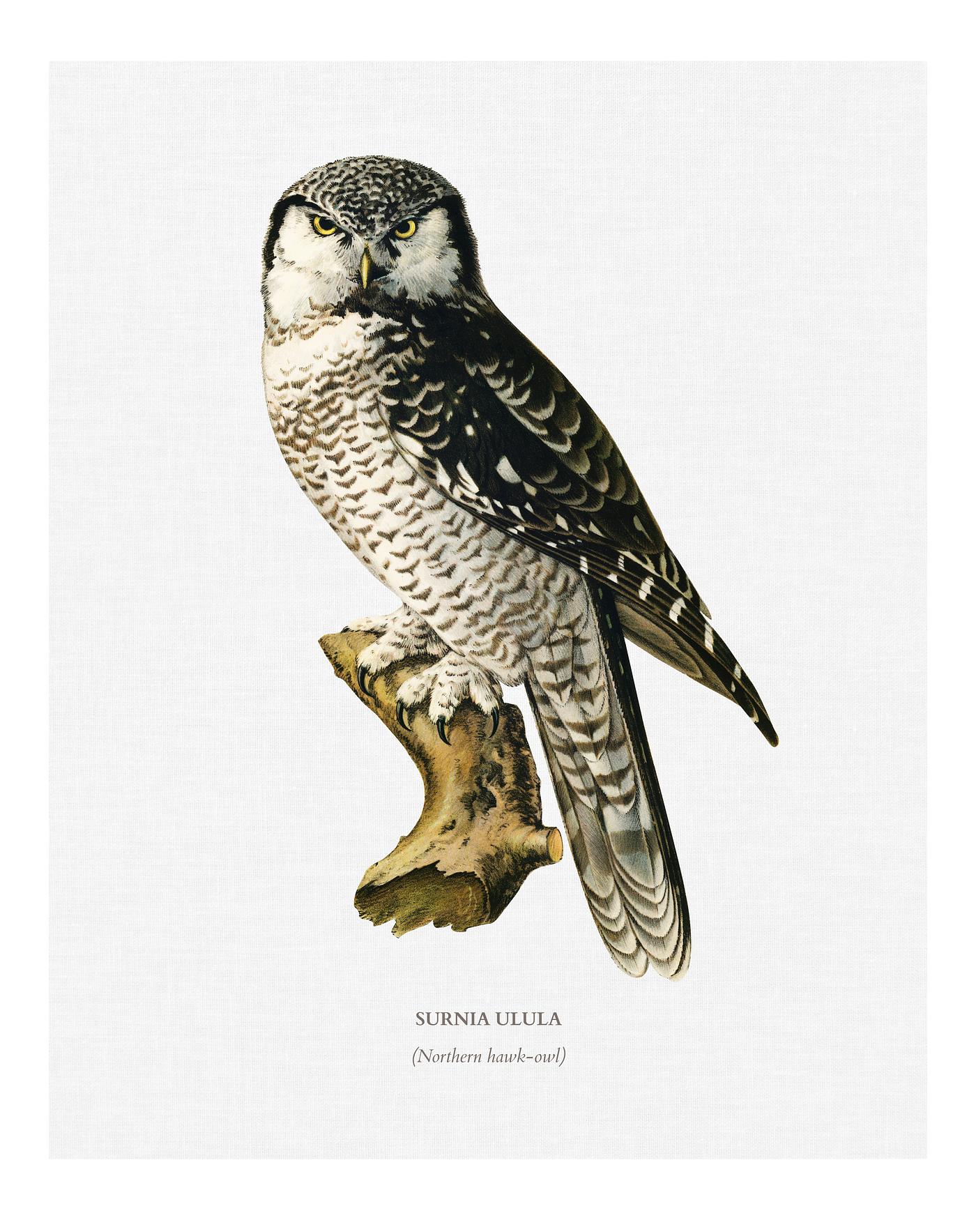 Northern hawk-owl (SURNIA ULULA) illustrated by the von Wright brothers. Digitally enhanced from our own 1929 folio version... Northern hawk-owl (SURNIA ULULA) illustrated by the von Wright brothers. Digitally enhanced from our own 1929 folio version...