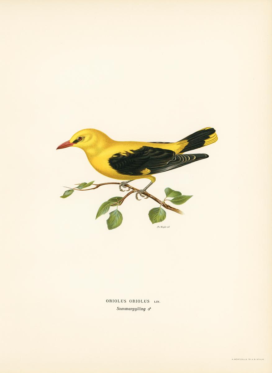 Eurasian golden oriole male (Oriolus oriolus… | Free public domain illustration Eurasian golden oriole male (Oriolus oriolus bird) illustrated by the von Wright brothers. Digitally enhanced from our own…