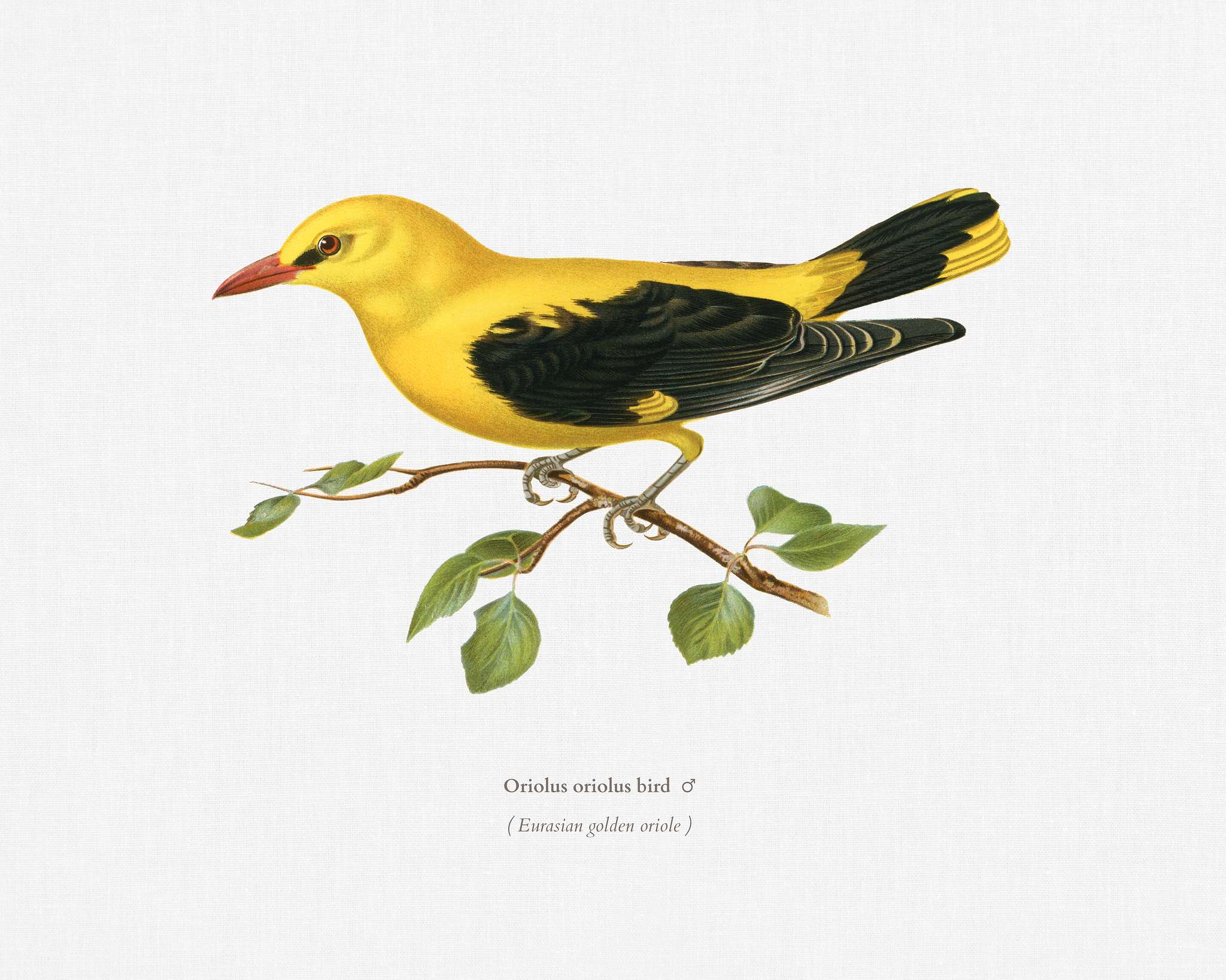 Eurasian golden oriole male (Oriolus oriolus bird) illustrated by the von Wright brothers. Digitally enhanced from our own... Eurasian golden oriole male (Oriolus oriolus bird) illustrated by the von Wright brothers. Digitally enhanced from our own...