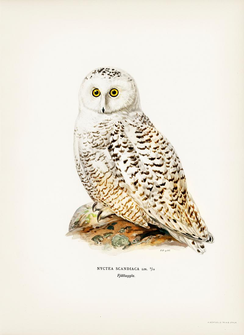 Snowy owl (Nyctea Scandiaca) illustrated by the von Wright brothers. Digitally enhanced from our own 1929 folio version of Svenska Fåglar Efter Naturen Och Pa Sten Ritade. Snowy owl (Nyctea Scandiaca) illustrated by the von Wright brothers. Digitally enhanced from our own 1929 folio version of…