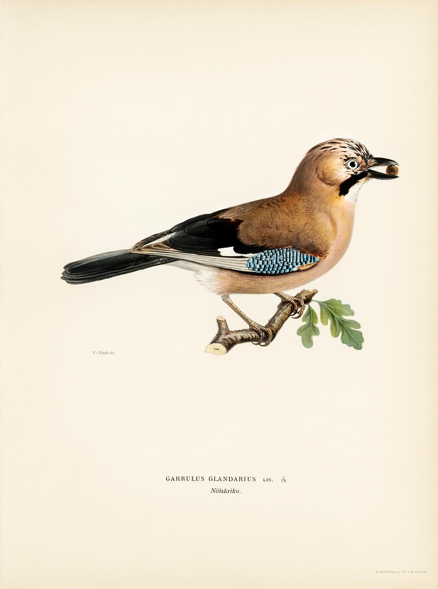 Eurasian jay (Garrulus glandarius)… | Free public domain illustration Eurasian jay (Garrulus glandarius) illustrated by the von Wright brothers. Digitally enhanced from our own 1929 folio version…