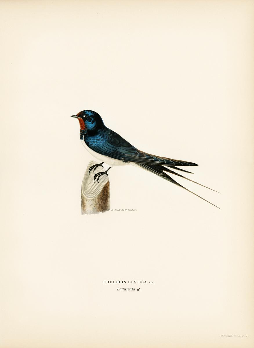 Barn Swallow male (Chelidon rustica)… | Free public domain illustration Barn Swallow male (Chelidon rustica) illustrated by the von Wright brothers. Digitally enhanced from our own 1929 folio…