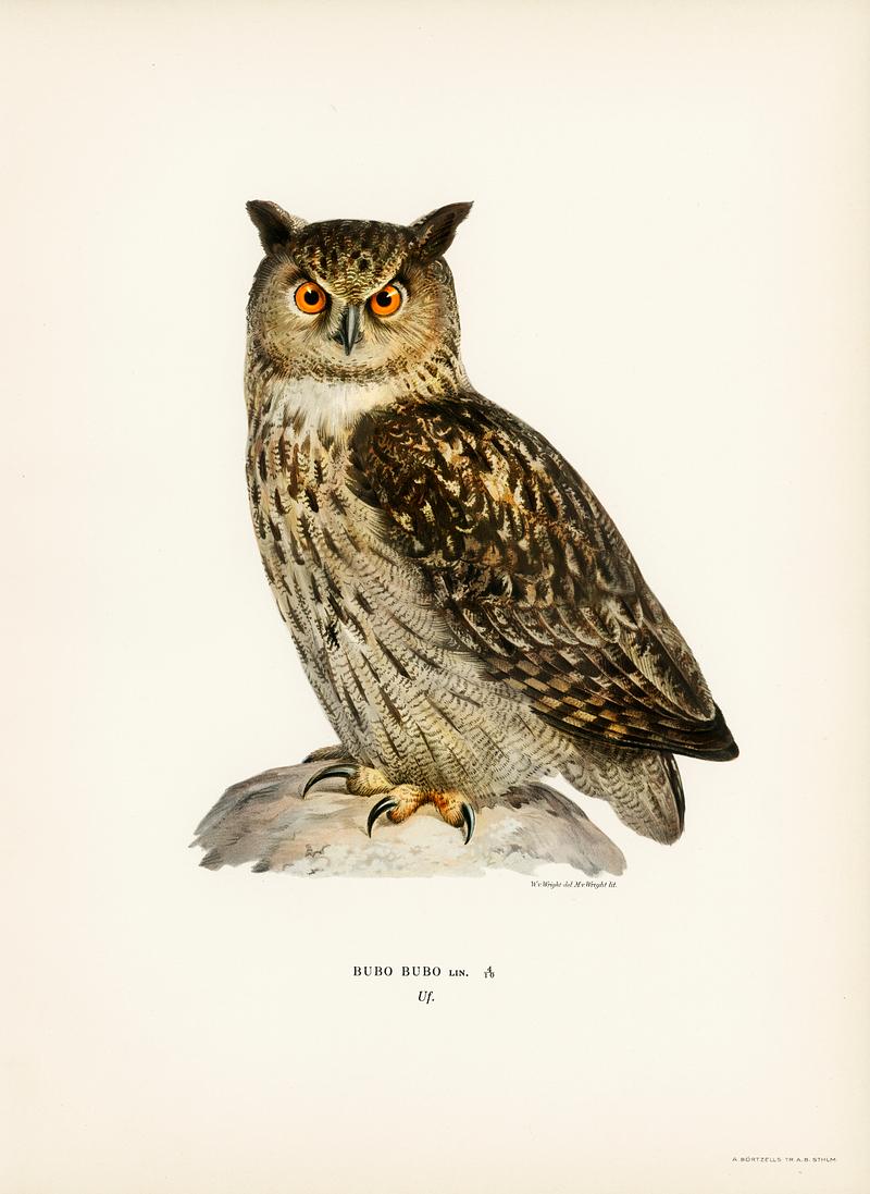 Eurasian eagle-owl (BUBO BUBO) illustrated by the von Wright brothers. Digitally enhanced from our own 1929 folio version of Svenska Fåglar Efter Naturen Och Pa Sten Ritade. Eurasian eagle-owl (BUBO BUBO) illustrated by the von Wright brothers. Digitally enhanced from our own 1929 folio version of…