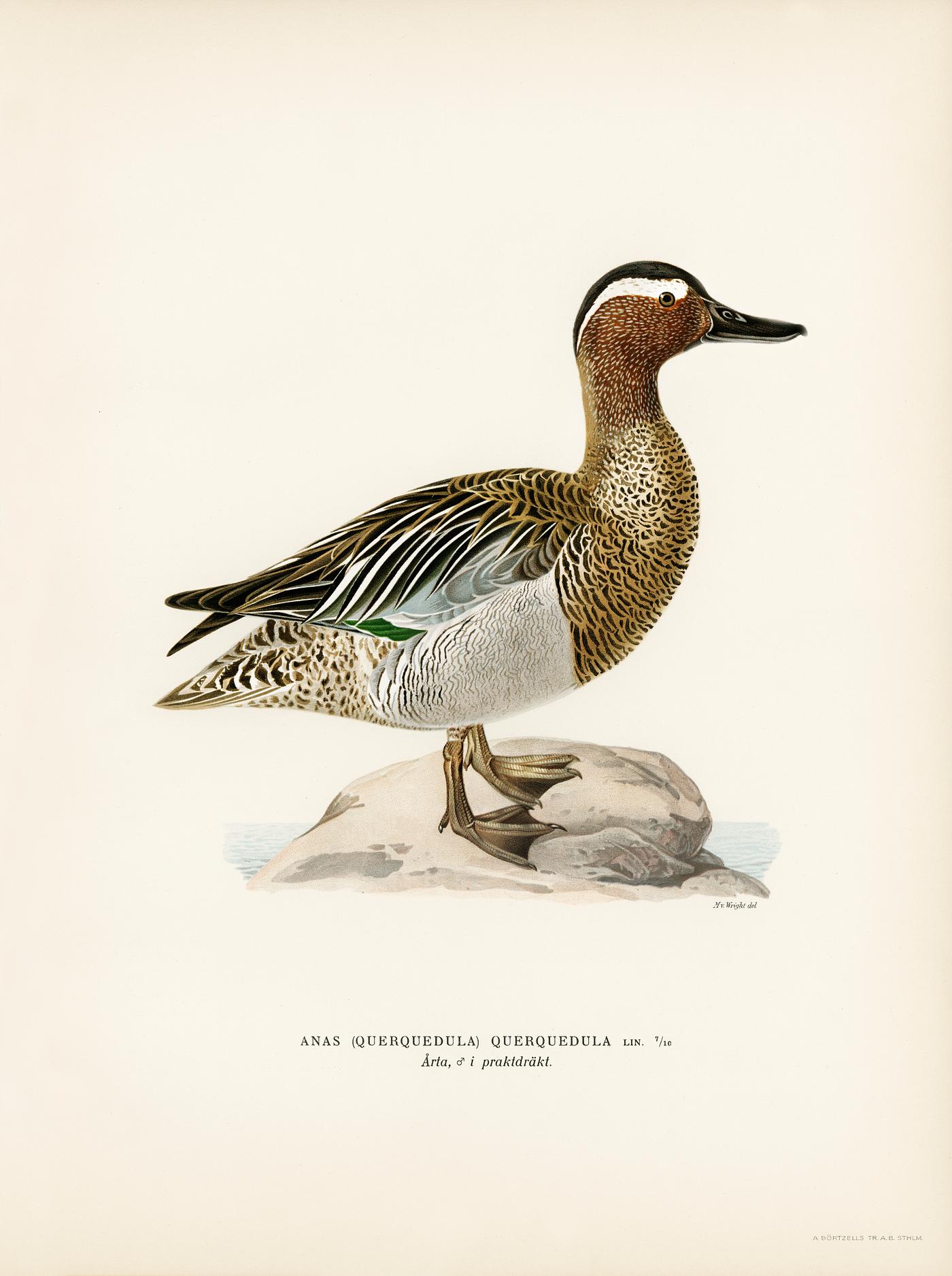 Garganey male (Anas querquedula) illustrated by the von Wright brothers. Digitally enhanced from our own 1929 folio version... Garganey male (Anas querquedula) illustrated by the von Wright brothers. Digitally enhanced from our own 1929 folio version...