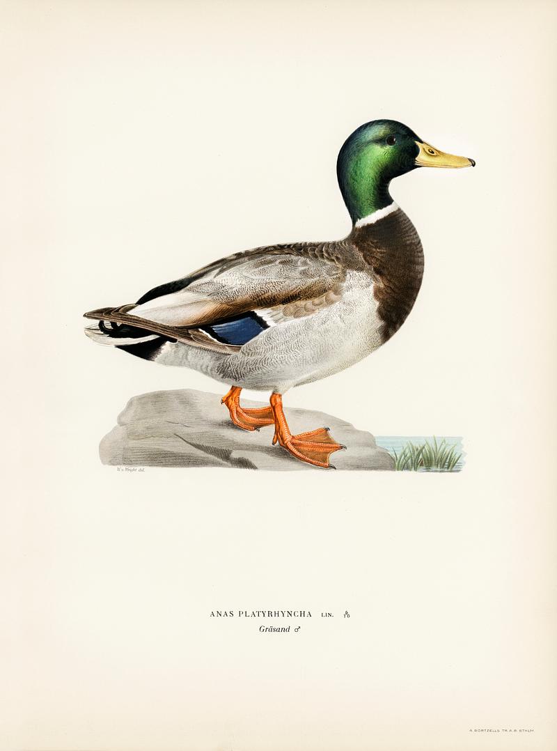 Mallard male (Anas platyrhynchos) illustrated by the von Wright brothers. Digitally enhanced from our own 1929 folio version of Svenska Fåglar Efter Naturen Och Pa Sten Ritade. Mallard male (Anas platyrhynchos) illustrated by the von Wright brothers. Digitally enhanced from our own 1929 folio version…