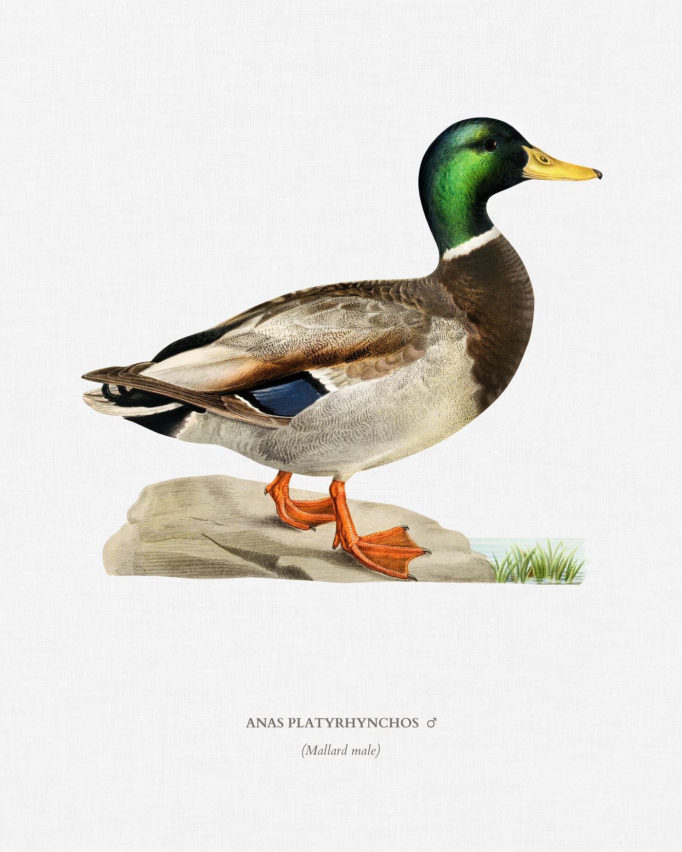 Mallard male (Anas platyrhynchos) illustrated by the von Wright brothers. Digitally enhanced from our own 1929 folio version... Mallard male (Anas platyrhynchos) illustrated by the von Wright brothers. Digitally enhanced from our own 1929 folio version...