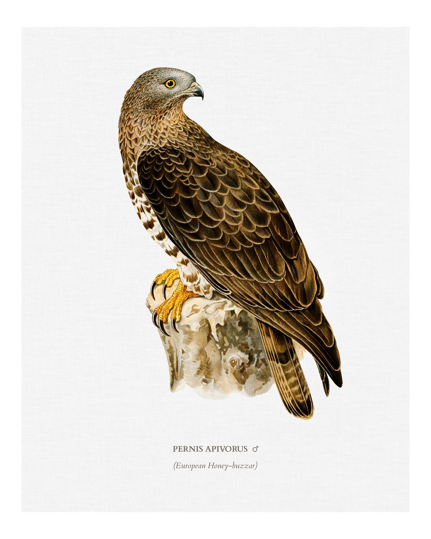 European Honey-buzzar male (Pernis apivorus ) illustrated by the von Wright brothers. Digitally enhanced from our own 1929... European Honey-buzzar male (Pernis apivorus ) illustrated by the von Wright brothers. Digitally enhanced from our own 1929...