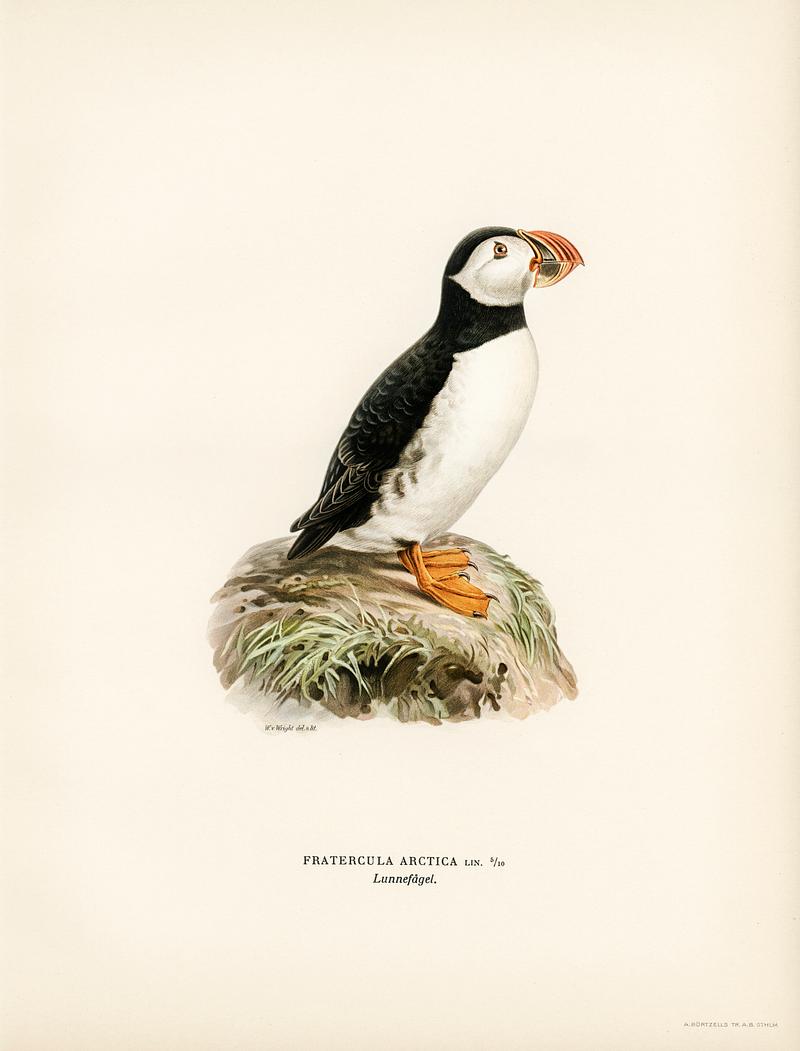 Atlantic puffin (Fratercula arctica) illustrated by the von Wright brothers. Digitally enhanced from our own 1929 folio version of Svenska Fåglar Efter Naturen Och Pa Sten Ritade. Atlantic puffin (Fratercula arctica) illustrated by the von Wright brothers. Digitally enhanced from our own 1929 folio…