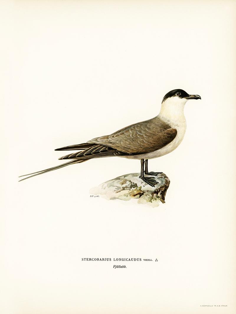 Long-tailed jaeger (Stercorarius longicaudus) illustrated by the von Wright brothers. Digitally enhanced from our own 1929 folio version of Svenska Fåglar Efter Naturen Och Pa Sten Ritade. Long-tailed jaeger (Stercorarius longicaudus) illustrated by the von Wright brothers. Digitally enhanced from our own 1929…