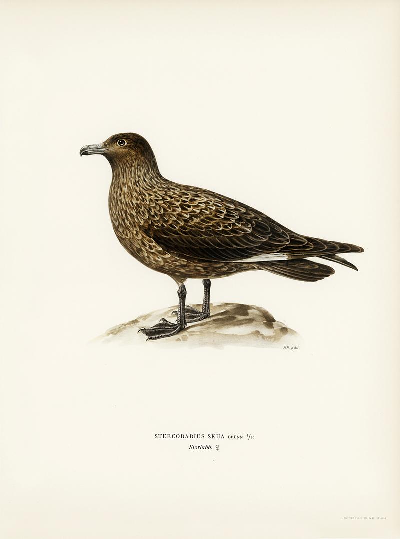 Great skua (Stercorarius skua) illustrated by the von Wright brothers. Digitally enhanced from our own 1929 folio version of Svenska Fåglar Efter Naturen Och Pa Sten Ritade. Great skua (Stercorarius skua) illustrated by the von Wright brothers. Digitally enhanced from our own 1929 folio version of…