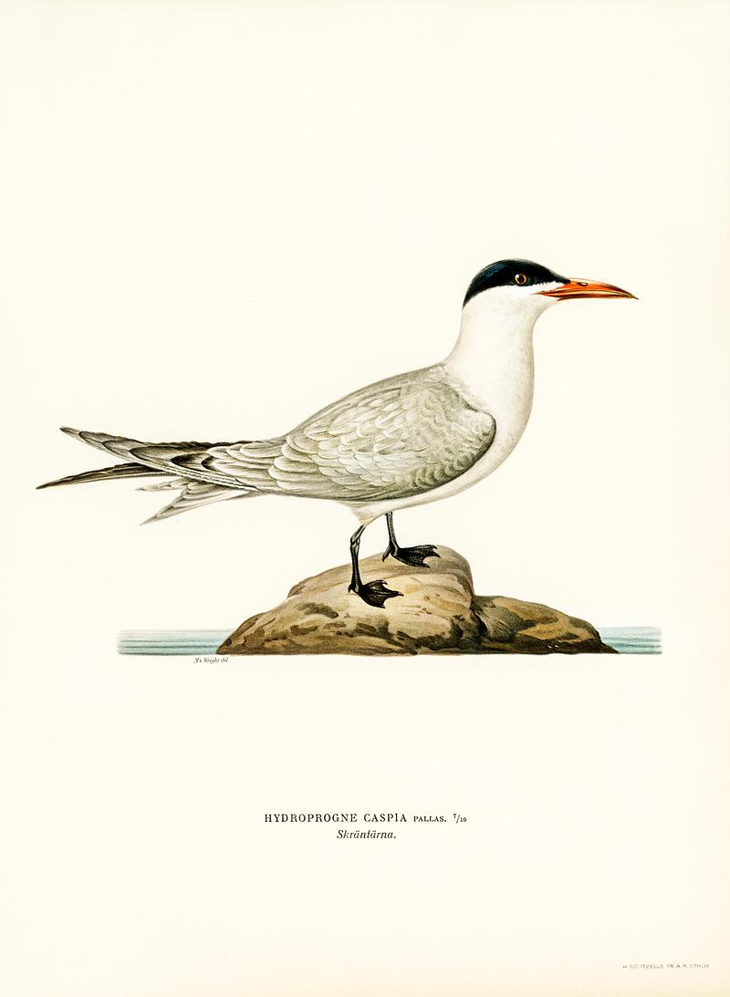 Caspian lern (HYDROPROGNE CASPIA) illustrated by the von Wright brothers. Digitally enhanced from our own 1929 folio version of Svenska Fåglar Efter Naturen Och Pa Sten Ritade. Caspian lern (HYDROPROGNE CASPIA) illustrated by the von Wright brothers. Digitally enhanced from our own 1929 folio version…