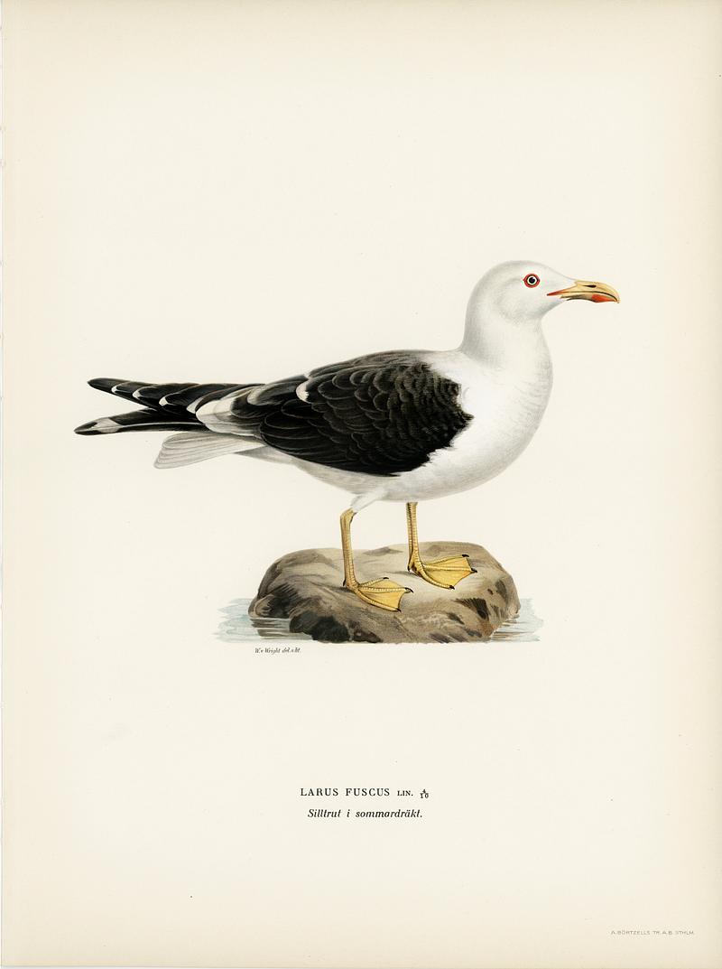 Lesser blak-backed gull (Larus fuscus) illustrated by the von Wright brothers. Digitally enhanced from our own 1929 folio version of Svenska Fåglar Efter Naturen Och Pa Sten Ritade. Lesser blak-backed gull (Larus fuscus) illustrated by the von Wright brothers. Digitally enhanced from our own 1929 folio…