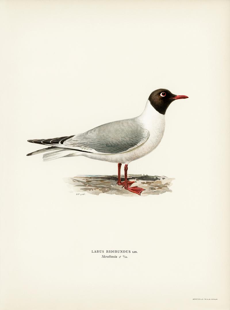 Black-headed gull ♂ (Larus ridibundus) illustrated by the von Wright brothers. Digitally enhanced from our own 1929 folio version of Svenska Fåglar Efter Naturen Och Pa Sten Ritade. Black-headed gull ♂ (Larus ridibundus) illustrated by the von Wright brothers. Digitally enhanced from our own 1929 folio…