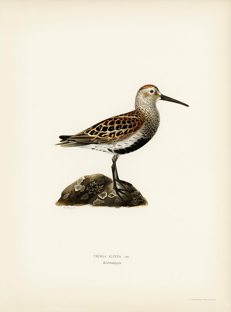 Tringa Alpina (Dunlin) illustrated by the von Wright brothers. Digitally enhanced from our own 1929 folio version of Svenska Fåglar Efter Naturen Och Pa Sten Ritade. Tringa Alpina (Dunlin) illustrated by the von Wright brothers. Digitally enhanced from our own 1929 folio version of Svenska…