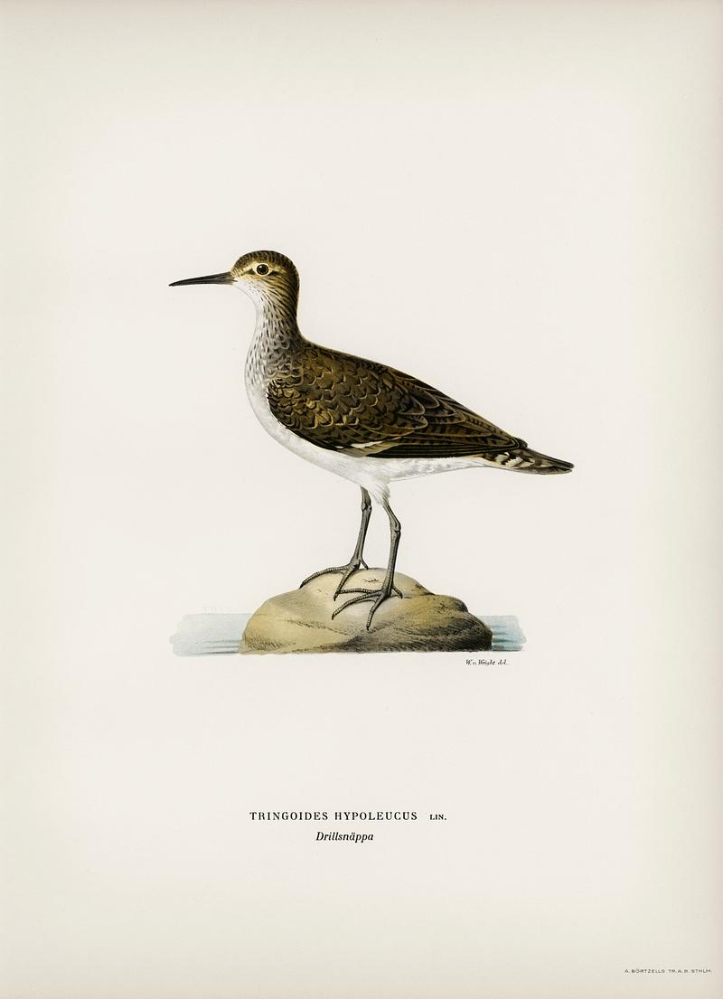 Sandpiper (Tringoides hypoleucus) illustrated by the von Wright brothers. Digitally enhanced from our own 1929 folio version of Svenska Fåglar Efter Naturen Och Pa Sten Ritade. Sandpiper (Tringoides hypoleucus) illustrated by the von Wright brothers. Digitally enhanced from our own 1929 folio version…