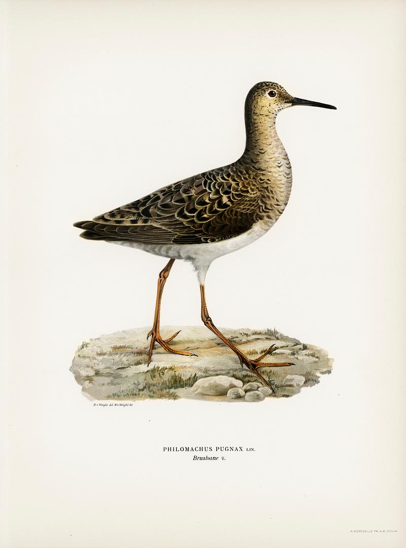 Ruff female (Philomachus pugnax) illustrated by the von Wright brothers. Digitally enhanced from our own 1929 folio version of Svenska Fåglar Efter Naturen Och Pa Sten Ritade. Ruff female (Philomachus pugnax) illustrated by the von Wright brothers. Digitally enhanced from our own 1929 folio version…