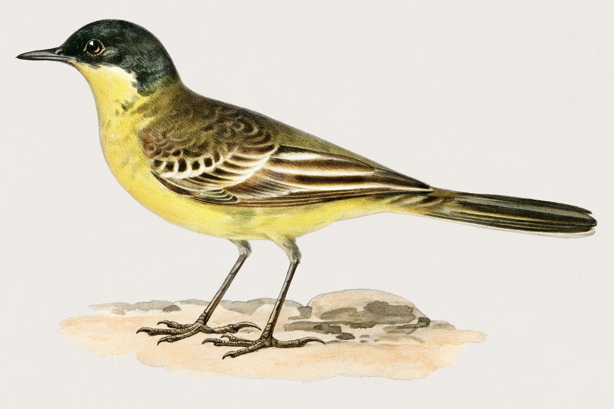 Grey-headed Wagtail (MOTACILLA (BUDYTES) FLAVA THUNBERGI) illustrated by the von Wright brothers. Digitally enhanced from... Grey-headed Wagtail (MOTACILLA (BUDYTES) FLAVA THUNBERGI) illustrated by the von Wright brothers. Digitally enhanced from...