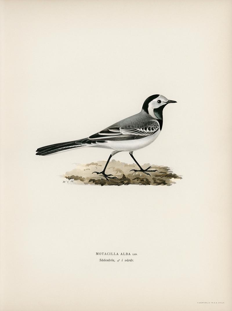 Pied Wagtai Male ♂ (MOTACILLA ALBA) illustrated by the von Wright brothers. Digitally enhanced from our own 1929 folio version of Svenska Fåglar Efter Naturen Och Pa Sten Ritade. Pied Wagtai Male ♂ (MOTACILLA ALBA) illustrated by the von Wright brothers. Digitally enhanced from our own 1929 folio…