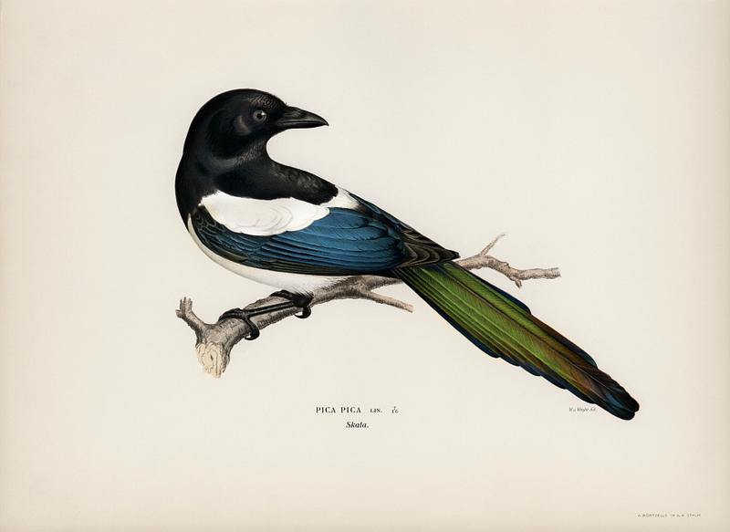 Eurasian magpie (PICA PICA) illustrated by the von Wright brothers. Digitally enhanced from our own 1929 folio version of Svenska Fåglar Efter Naturen Och Pa Sten Ritade. Eurasian magpie (PICA PICA) illustrated by the von Wright brothers. Digitally enhanced from our own 1929 folio version of…